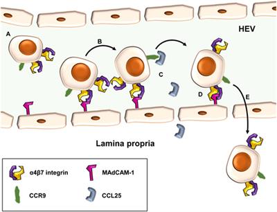 Anti-Adhesion Therapies in Inflammatory Bowel Disease—Molecular and Clinical Aspects